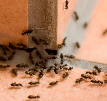 Empresa de fumigaciones y control de plaga de hormigas en Málaga