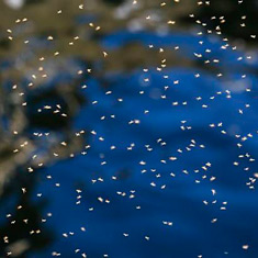 Control de plaga de mosquitos en Málaga