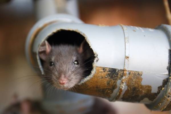 Andalucía Control de Plagas de ratones