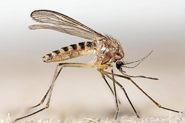 Andalucía de  fumigaciones y control de plaga de mosquitos en Málaga
