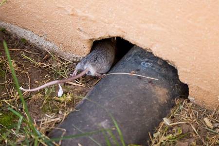 Control de plaga de ratas y ratones en Málaga y Andalucía