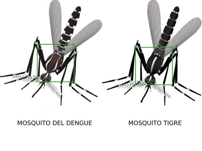 Cómo diferenciar el mosquito tigre del mosquito del dengue