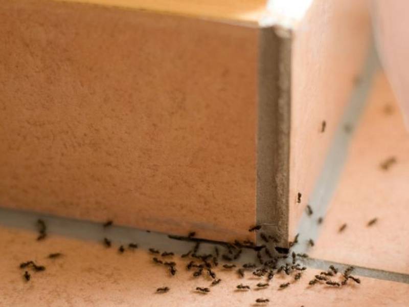 Control de plaga de hormigas en Málaga, Andalucía Control Ecológico de Plagas