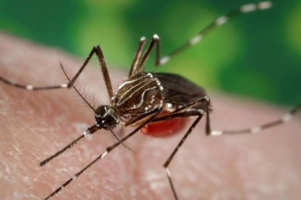 Andalucía de fumigaciones y control de plaga de mosquito del dengue en Málaga