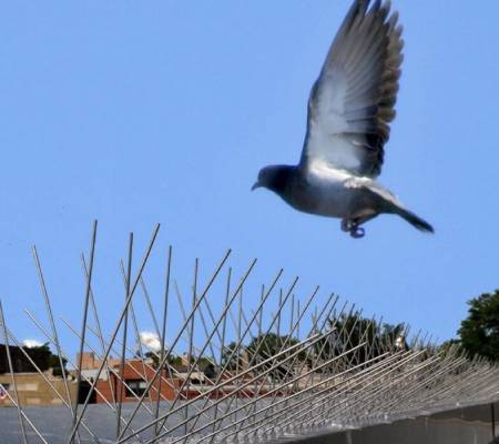 Métodos disuasorios para evitar los daños producidos por las palomas