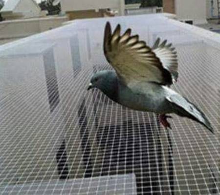 Métodos restrictivos para evitar los daños producidos por las palomas
