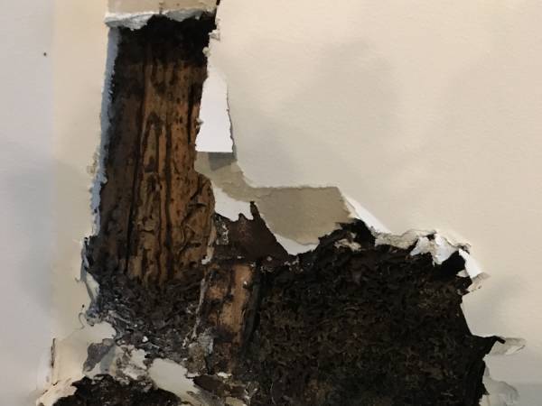 Daños producidos por las termitas. Aunque el exterior de la pared parece estar bien, en el interior el daño producido por las termitas es importante